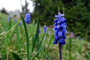 68 Fiori di muscari